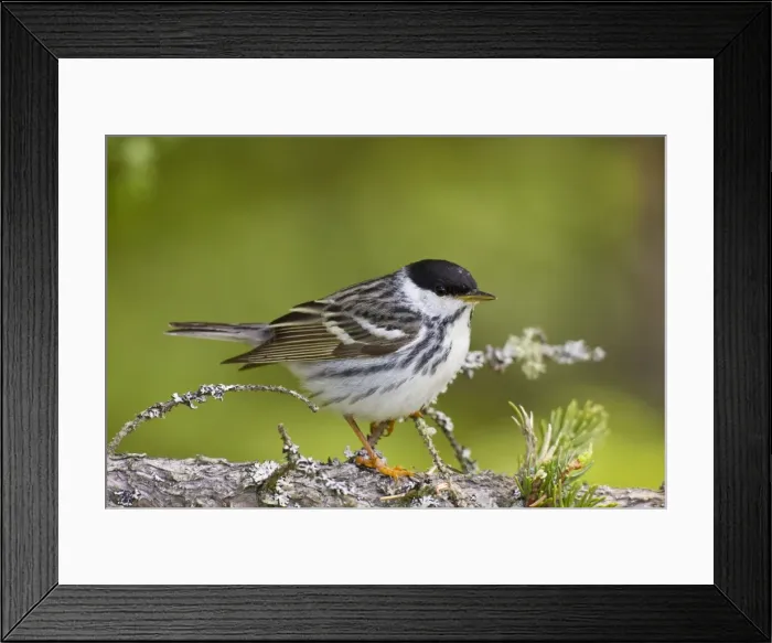 Framed Print : Blackpoll Warbler. Male on territory in spring. June in northern Maine, USA Framed Print : Blackpoll Warbler. Male on territory in spring. June in northern Maine, USA