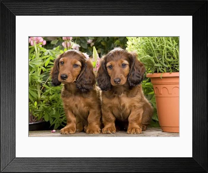 Framed Print : Long-Haired Dachshund / Teckel Dog / Doxie / Doxies in the US - by flowerpots Framed Print : Long-Haired Dachshund / Teckel Dog / Doxie / Doxies in the US - by flowerpots