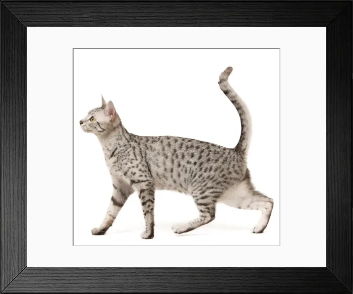 Framed Print : Cat - Egyptian Mau in studio Framed Print : Cat - Egyptian Mau in studio