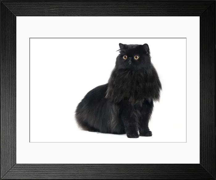 Framed Print : Cat - Black Persian in studio