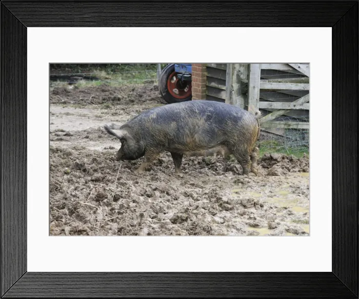 Framed Print : PIG. Berkshire pig in mud