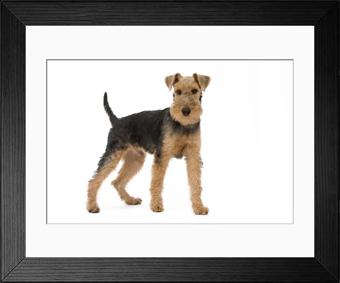 Framed Print : Dog - Welsh Terrier in studio Framed Print : Dog - Welsh Terrier in studio