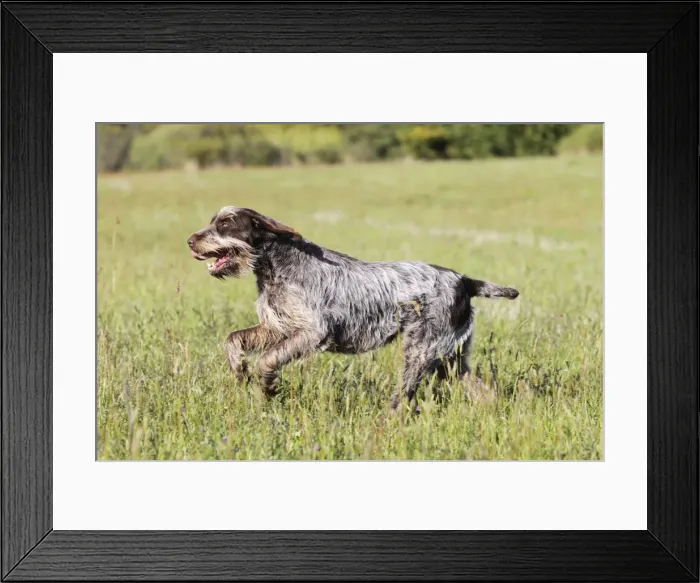 Framed Print : Dog - Korthal Griffon running