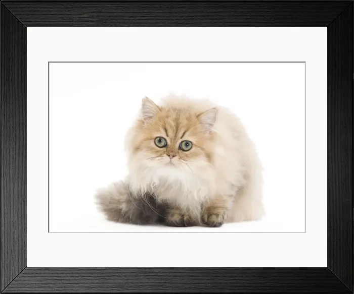 Framed Print : Cat- Persian in studio Framed Print : Cat- Persian in studio