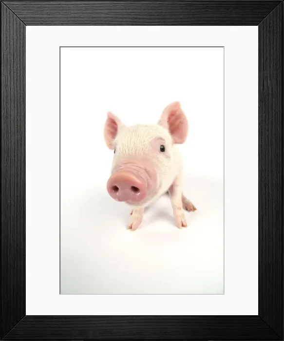 Framed Print : Pig. Middle White piglet Framed Print : Pig. Middle White piglet