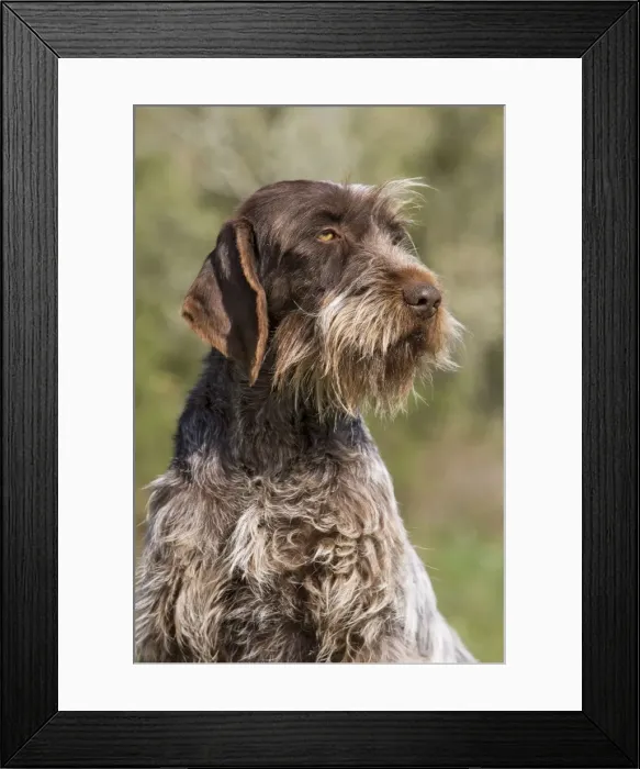 Framed Print : Dog - Korthal Griffon Framed Print : Dog - Korthal Griffon