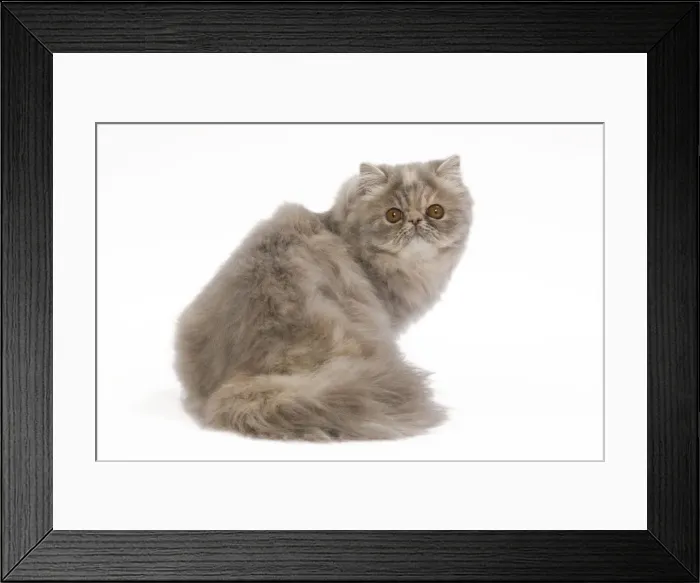 Framed Print : Cat - Persian blue & creme blotched tabby - 6 month old kitten in studio Framed Print : Cat - Persian blue & creme blotched tabby - 6 month old kitten in studio