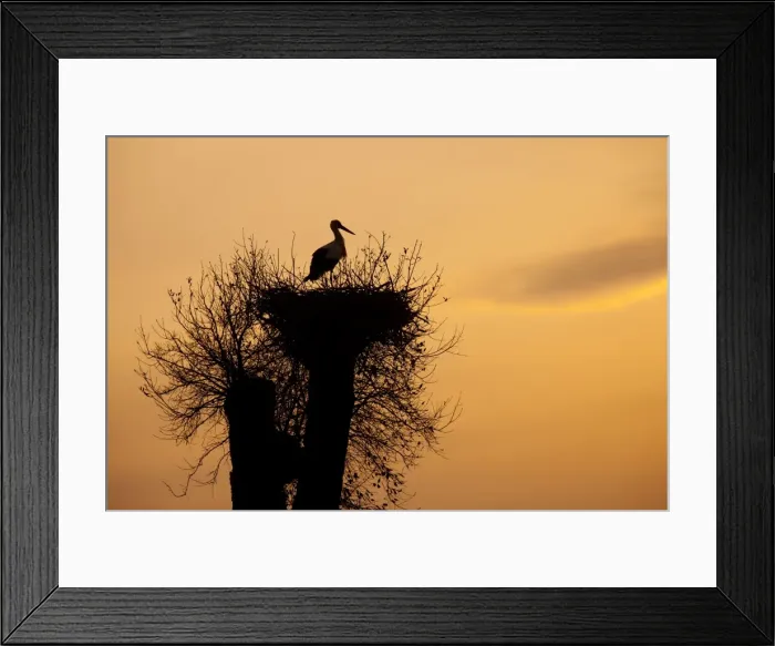 Framed Print : White Stork - single adult on nest silhouetted against evening sky - Southern Spain Framed Print : White Stork - single adult on nest silhouetted against evening sky - Southern Spain