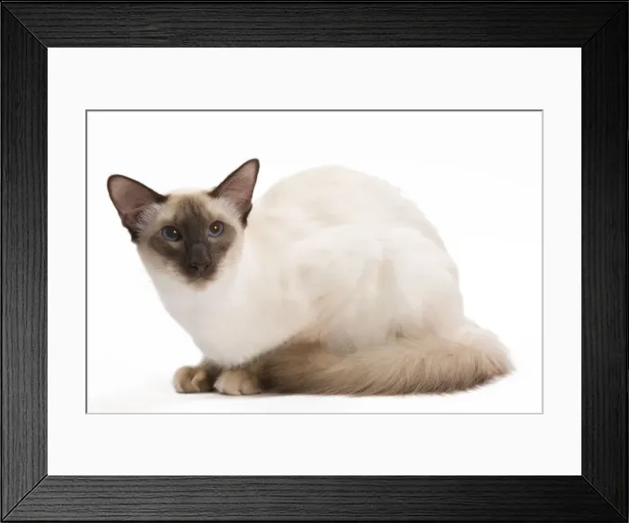 Framed Print : Cat - Balinese Chocolate point Framed Print : Cat - Balinese Chocolate point