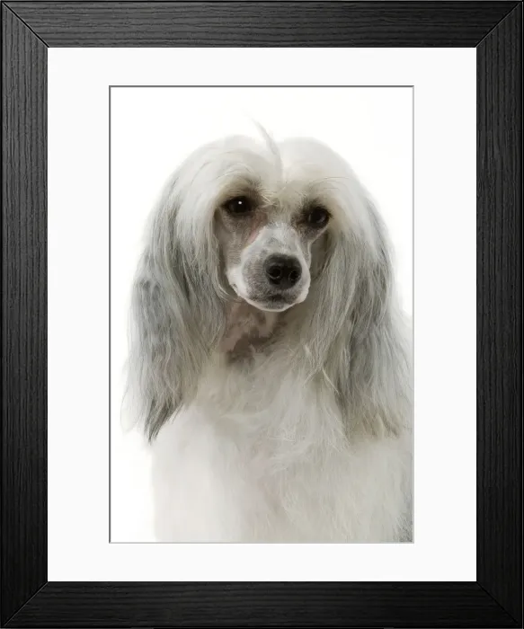 Framed Print : Chinese Crested Dog Framed Print : Chinese Crested Dog
