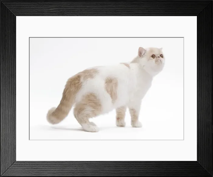 Framed Print : Cat - Exotic shorthair in studio Framed Print : Cat - Exotic shorthair in studio
