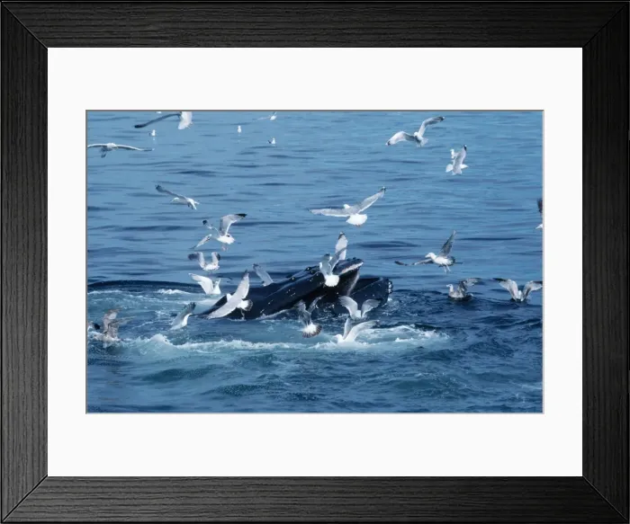 Framed Print : Humpback Whale - feeding Framed Print : Humpback Whale - feeding