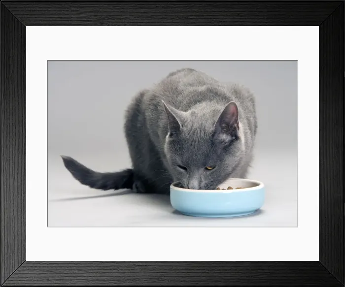 Framed Print : Cat - Chartreux eating food from bowl in studio Framed Print : Cat - Chartreux eating food from bowl in studio