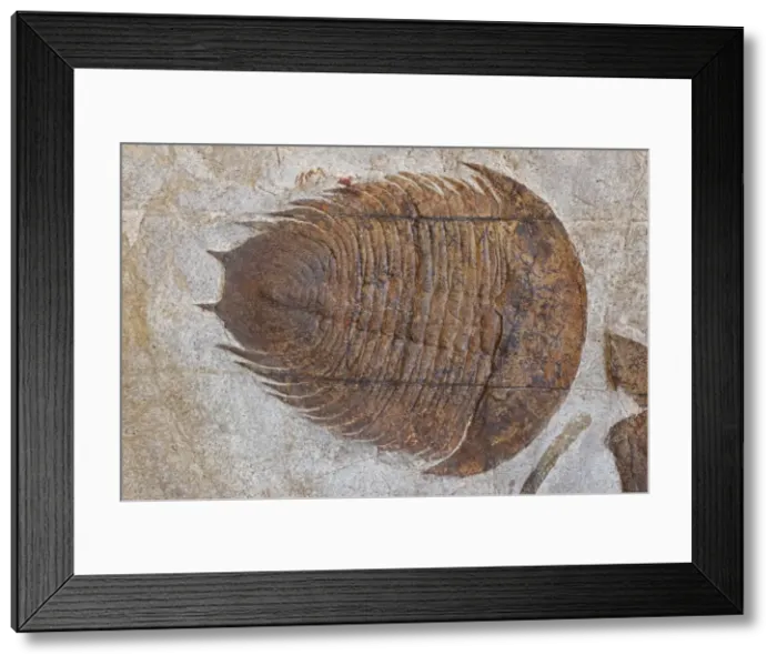 Framed Print : Fossil Trilobite - Dikelokephalina - Ordovician - Morocco Framed Print : Fossil Trilobite - Dikelokephalina - Ordovician - Morocco