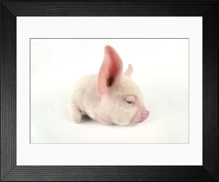 Framed Print : Pig. Middle White piglet Framed Print : Pig. Middle White piglet