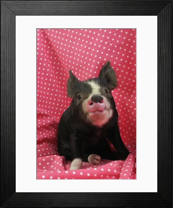 Framed Print : PIG. Berkshire piglet sitting on red blanket Framed Print : PIG. Berkshire piglet sitting on red blanket