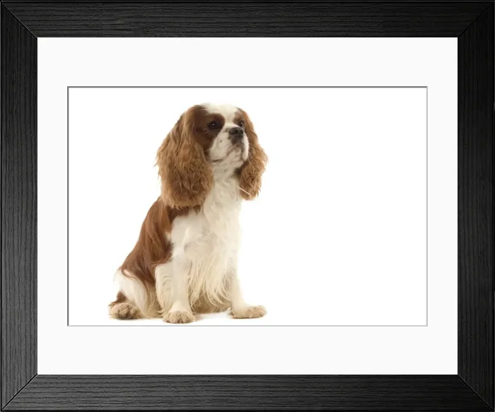 Framed Print : Dog - Cavalier King Charles Spaniel Framed Print : Dog - Cavalier King Charles Spaniel