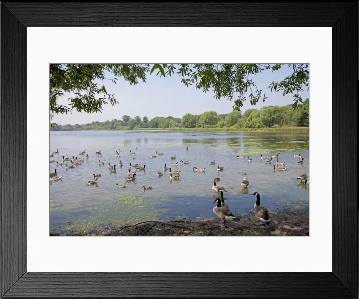 Framed Print : Canada Geese - Hornsea Mere a glacial relict lake East Riding of Yorkshire UK Framed Print : Canada Geese - Hornsea Mere a glacial relict lake East Riding of Yorkshire UK