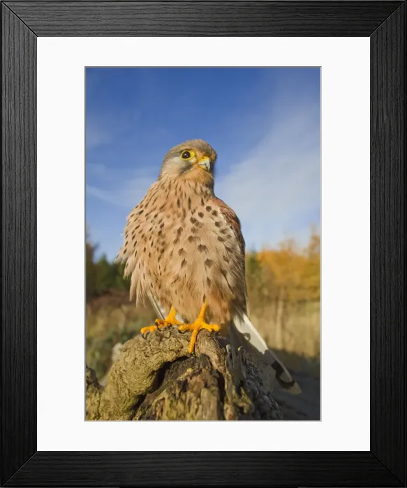 Framed Print : Kestrel - male on log - controlled conditions 11664 Framed Print : Kestrel - male on log - controlled conditions 11664