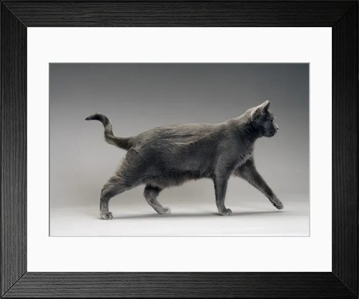 Framed Print : Cat - Chartreux in studio Framed Print : Cat - Chartreux in studio