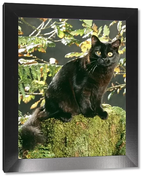 Black Cat JD 16042 In Autmn setting © John Daniels  /  ARDEA LONDON