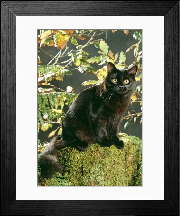 Framed Print : Black Cat JD 16042 In Autmn setting © John Daniels / ARDEA LONDON Framed Print : Black Cat JD 16042 In Autmn setting © John Daniels / ARDEA LONDON
