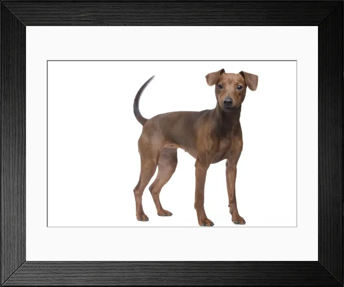 Framed Print : Dog - Miniature Pinscher in studio Framed Print : Dog - Miniature Pinscher in studio