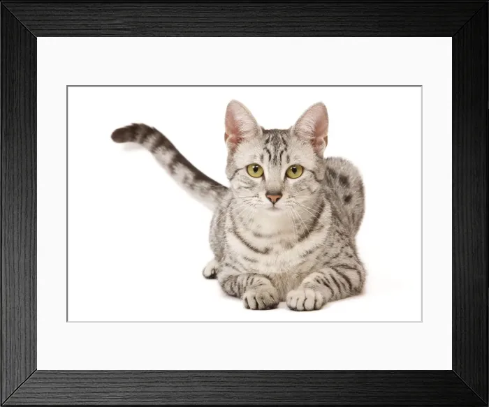 Framed Print : Cat - Egyptian Mau in studio Framed Print : Cat - Egyptian Mau in studio