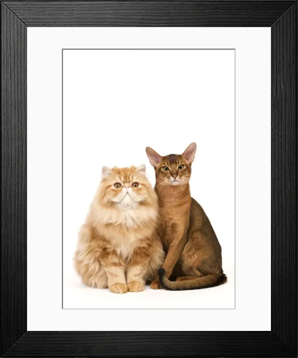 Framed Print : Cat - Red Persian & ruddy Abyssinian in studio Framed Print : Cat - Red Persian & ruddy Abyssinian in studio