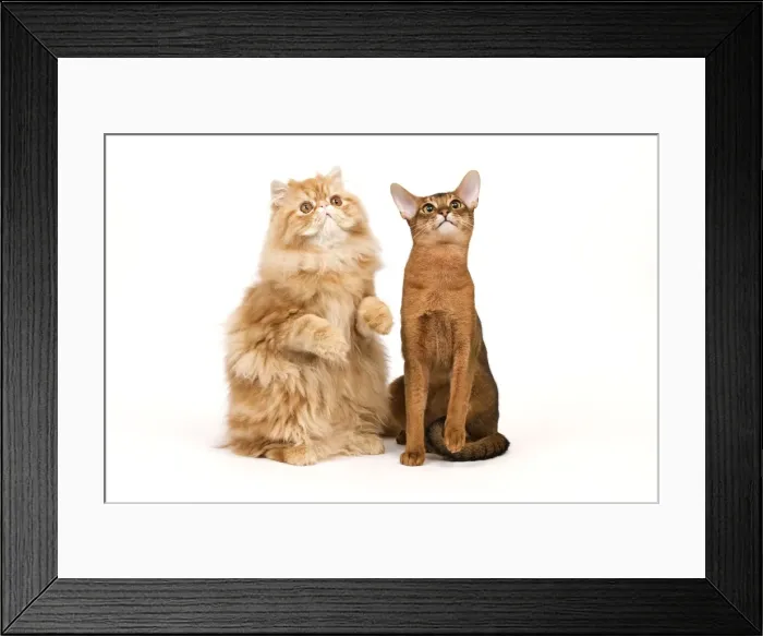 Framed Print : Cat - Red Persian & ruddy Abyssinian in studio Framed Print : Cat - Red Persian & ruddy Abyssinian in studio