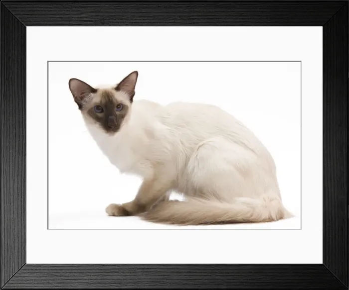 Framed Print : Cat - Balinese Chocolate point in studio