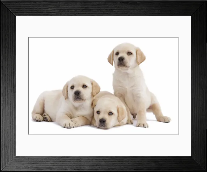 Framed Print : Dog - three Labrador puppies in studio Framed Print : Dog - three Labrador puppies in studio