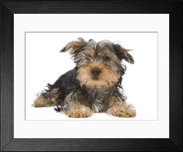 Framed Print : Dog - Yorkshire Terrier in studio