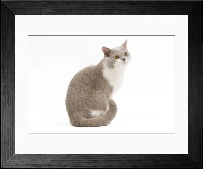 Framed Print : Cat - British Shorthair Lilac & white in studio Framed Print : Cat - British Shorthair Lilac & white in studio