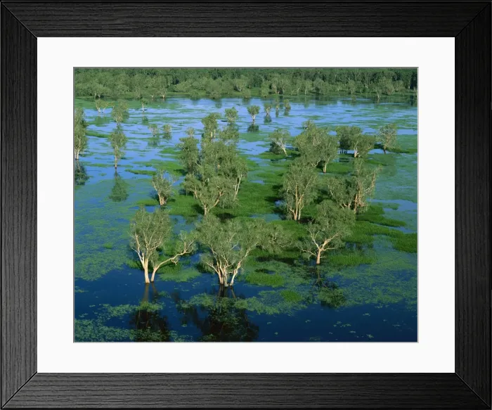 Framed Print : Magela Creek wetlands, Paperbark swamp (M. cajuputi, M. leucadendra) Kakadu National Park (World Heritage Area), Northern Territory, Australia JPF51121 Framed Print : Magela Creek wetlands, Paperbark swamp (M. cajuputi, M. leucadendra) Kakadu National Park (World Heritage Area), Northern Territory, Australia JPF51121