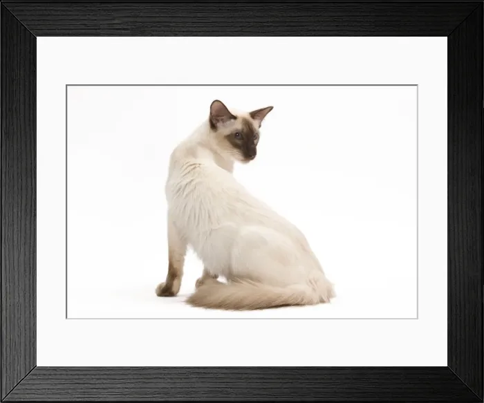 Framed Print : Cat - Balinese Chocolate point in studio Framed Print : Cat - Balinese Chocolate point in studio