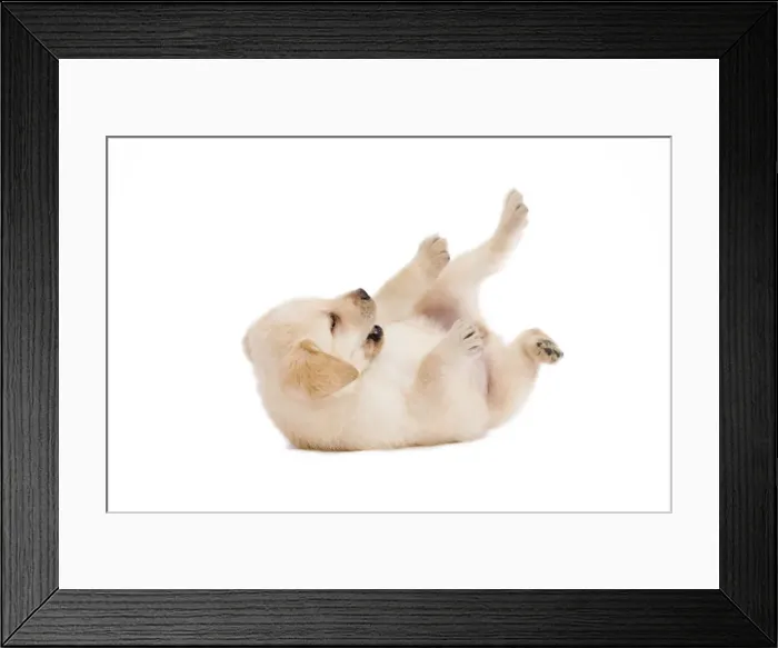 Framed Print : Dog - Labrador puppy in studio rolling on back Framed Print : Dog - Labrador puppy in studio rolling on back