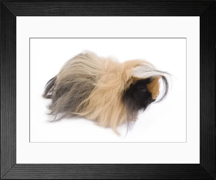 Framed Print : Alpaca Guinea Pig - in studio Framed Print : Alpaca Guinea Pig - in studio