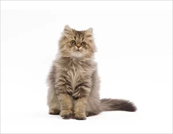 Cat - Persian kitten in studio