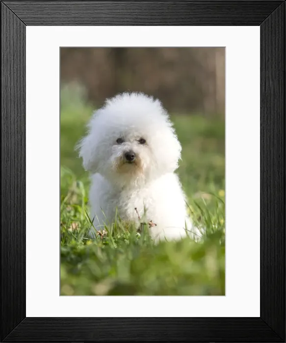 Framed Print : Dog - Bichon Frise Framed Print : Dog - Bichon Frise