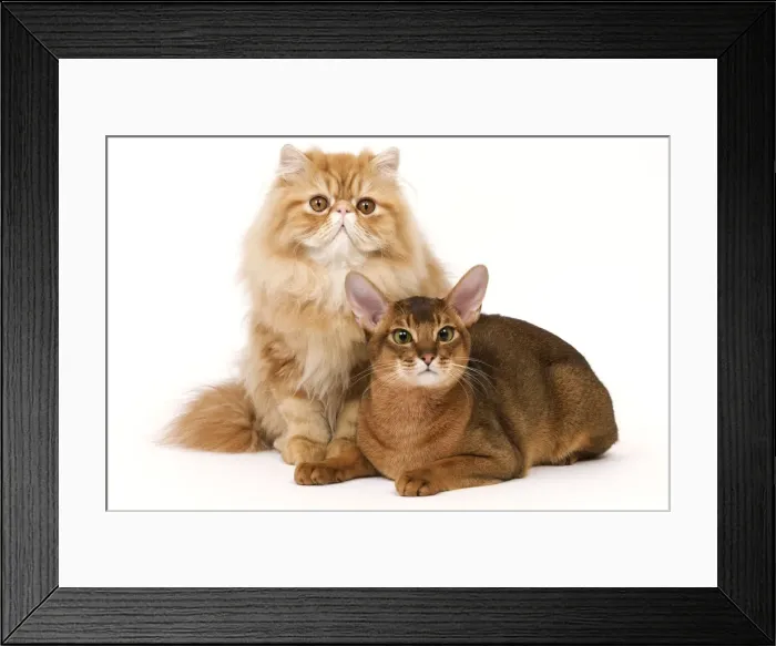 Framed Print : Cat - Red Persian & ruddy Abyssinian in studio Framed Print : Cat - Red Persian & ruddy Abyssinian in studio