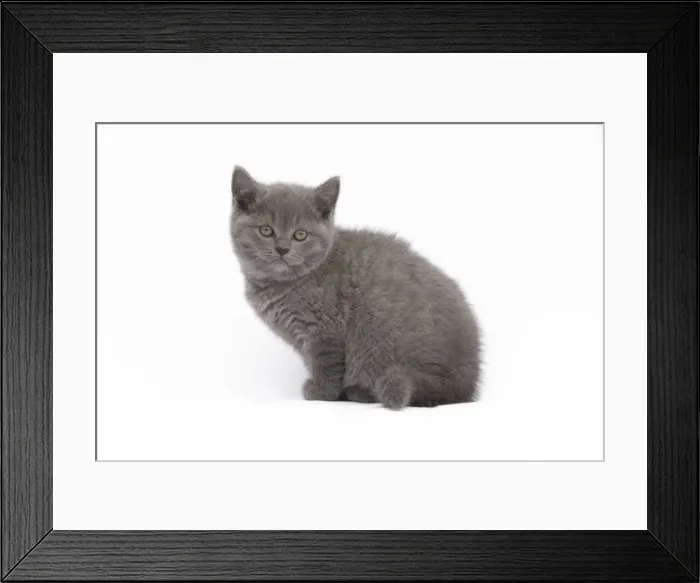 Framed Print : Cat - Chartreux 8 week old kitten in studio Framed Print : Cat - Chartreux 8 week old kitten in studio