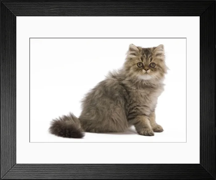 Framed Print : Cat - Persian kitten in studio Framed Print : Cat - Persian kitten in studio