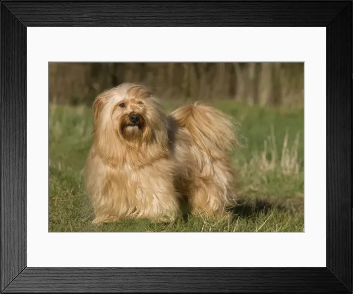 Framed Print : Dog - Bichon Havanais / Havanese Framed Print : Dog - Bichon Havanais / Havanese