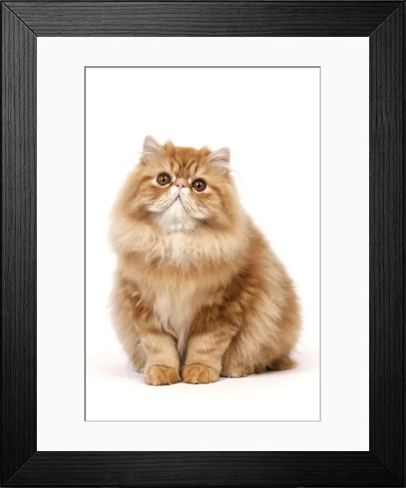 Framed Print : Cat - Red Persian Framed Print : Cat - Red Persian