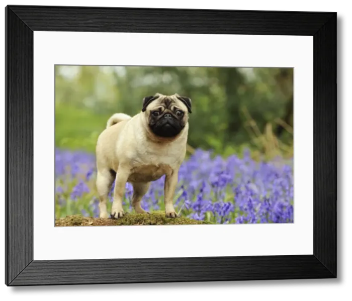 Framed Print : DOG. Pug in bluebells Framed Print : DOG. Pug in bluebells