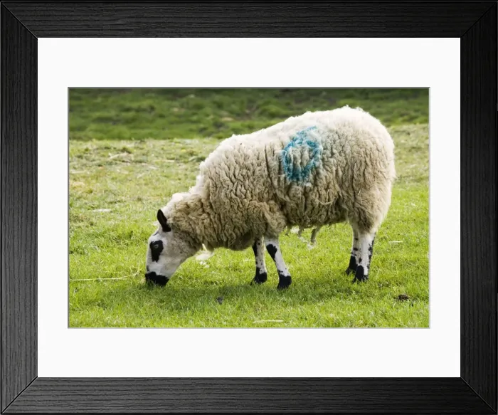 Framed Print : Kerry Hill sheep grazing Cotswold Farm Park, UK. Developed in the village of Kerry in the early 1800s the breed has attractive black facial features and the fleece produces dense soft white wool Framed Print : Kerry Hill sheep grazing Cotswold Farm Park, UK. Developed in the village of Kerry in the early 1800s the breed has attractive black facial features and the fleece produces dense soft white wool