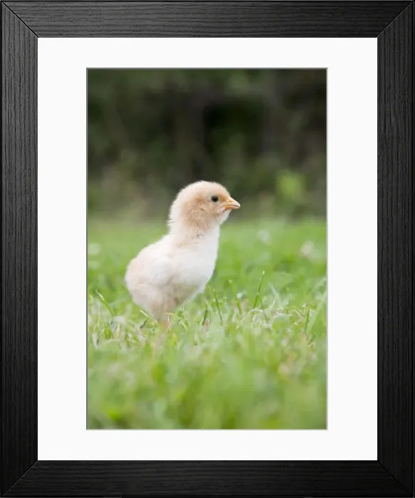 Framed Print : Chick - Cornwall - UK Framed Print : Chick - Cornwall - UK