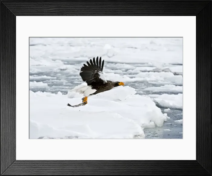 Framed Print : Steller's Sea Eagle - in flight over sea ice with fish held in talons - Hokkaido Island - Japan Framed Print : Steller's Sea Eagle - in flight over sea ice with fish held in talons - Hokkaido Island - Japan