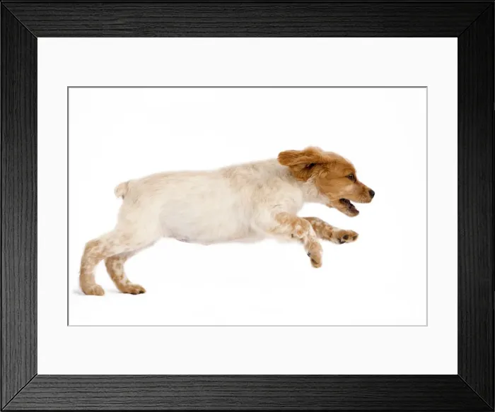 Framed Print : Dog - Brittany / Epagneul Breton puppy running in studio Framed Print : Dog - Brittany / Epagneul Breton puppy running in studio